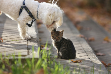 Maltese dog kissing small cat kitten in head