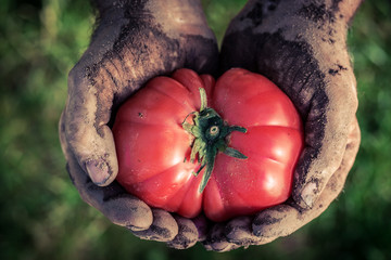 Freshly harvested tomatoes in hands