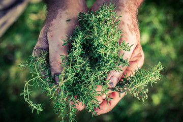 Freshly harvested thyme in hands