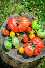 Healthy tomatoes in garden