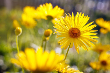 Yellow flowers blossoming in spring time