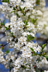white flowers blooming on branch