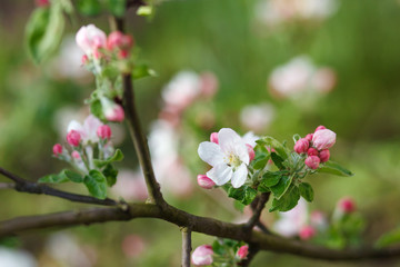 Fototapeta na wymiar white flowers blooming on branch