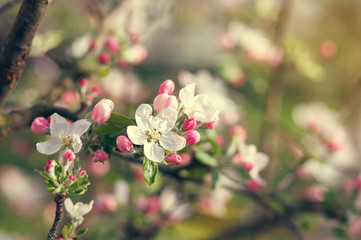 white flowers blooming on branch