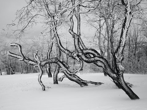 Fototapeta Black and white photo of trees covered with snow