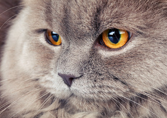 portrait of gray cat with yellow eyes 