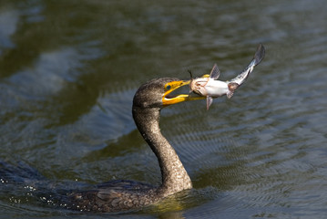Double crested Cormorant (Phalacrocorax auritus)