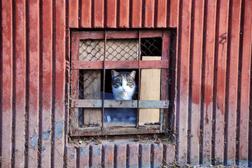 cat sitting behind bars basement. cat looks out of the cellar