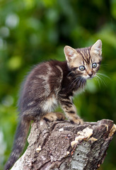 stripes  brown cute kitten sitting on a stump