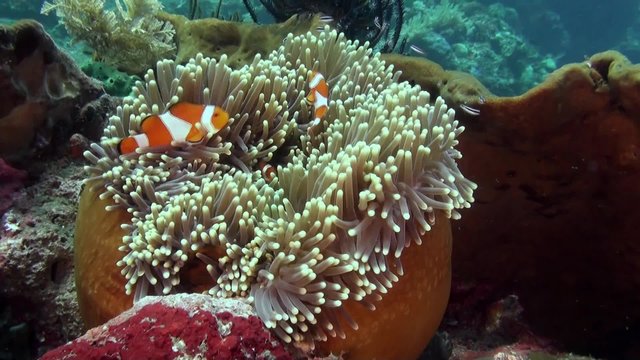 Friendly clownfish in colorful anemone like an apple