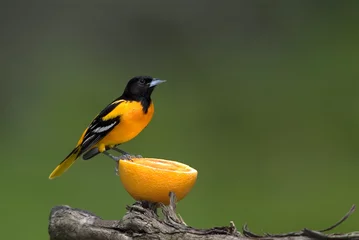 Photo sur Plexiglas Northern Baltimore Oriole (Icterus galbula)