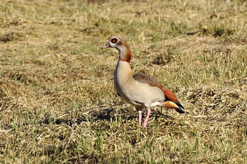 Nilgans © Maren Konitzer