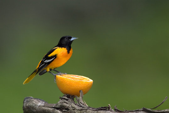 Northern Baltimore Oriole (Icterus galbula)