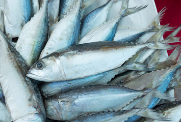 Tuna, Eastern little tuna, Thunnini, Longtail tuna, Northern blu