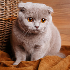 gray cat with yellow eyes Scottish Fold