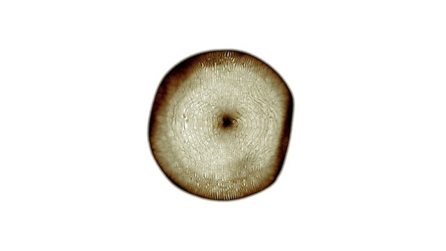 Cell 002: Stock footage of a microscopic single cell (Loop).