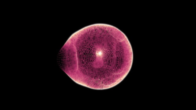 Cell 003: A microscopic single cell (Video Loop).