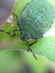 Close up of a shield bug