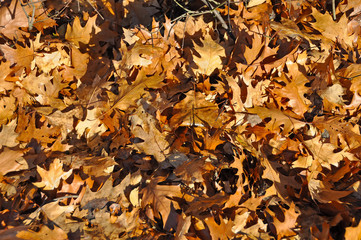 dry oak leaves, background