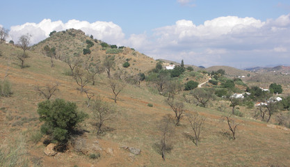 Fototapeta na wymiar Almond Trees on Hillside Spain