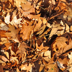 dry oak leaves, background