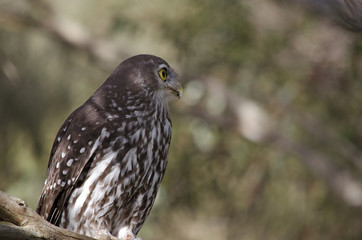 barking owl