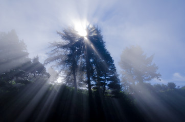 Spirit Tree / Astonishing light peeks through a tree on the coast.