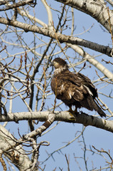 Proud Young Bald Eagle Perched in a Winter Tree