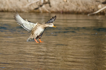 Mallard Duck Coming in for a Landing on the River