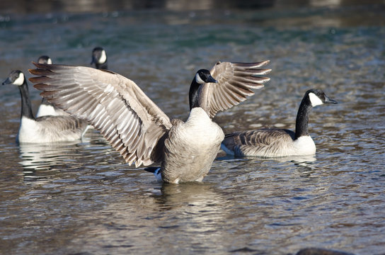 Canada Goose Stretching Its Wings in the Water