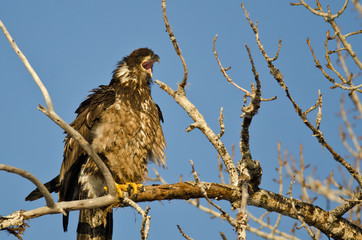 Young Bald Eagle Calling From High in a Barren Tree