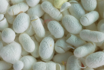 cocoon silkworm many silk worm yellow and white
