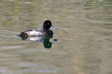 Male Scaup Swimming in the Green Pond