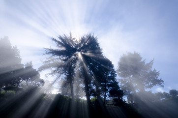 Spirit Tree / Astonishing light peeks through a tree on the coast.