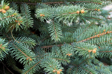 Green fir branches.