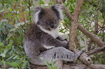 koala