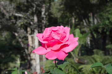 Beautiful pink rose in a garden