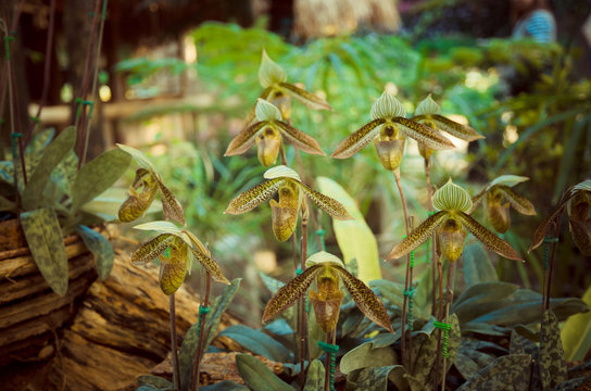 Beautiful paphiopedilum orchid flowers in garden.