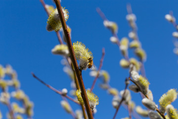 Fluffy soft willow buds