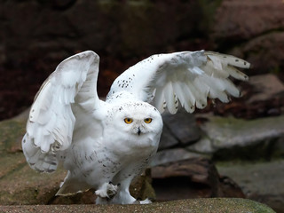 Snowy owl (bubo scandiacus)