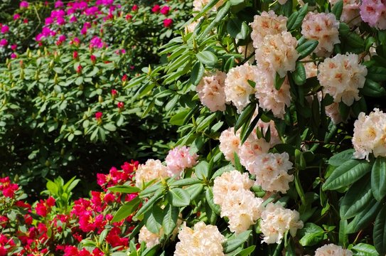 Rhododendron der Sorte Simona - Rhododendron cultivar Simona
