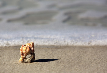 Knobby Whelk Shell (Busycon carica)