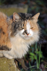 sleeping multicolor cat on the bench