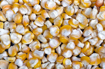 yellow corn grain background