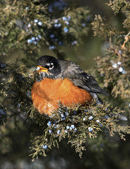 American Robin (Turdus migratorius)