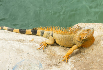 Orange lizard sitting on rock in the natural habitat. close-up p
