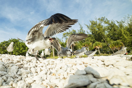 Flying white seagull on a pale blue background, focus on beak