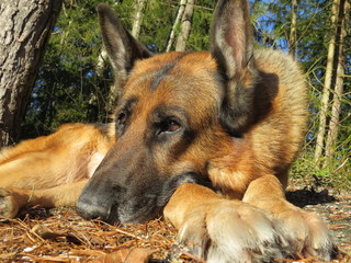 German shepherd