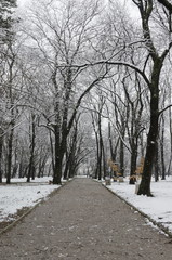 Snowfall in garden at winter, Sofia Bulgaria 