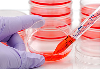 Culturing cells in small petri dishes.
